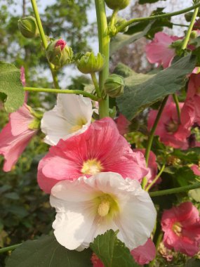 Bahçedeki güzel çiçekler