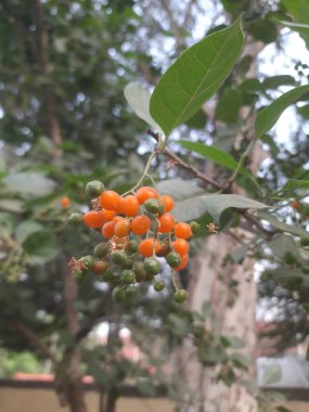 Olgun kırmızı bir ağaç meyvesi