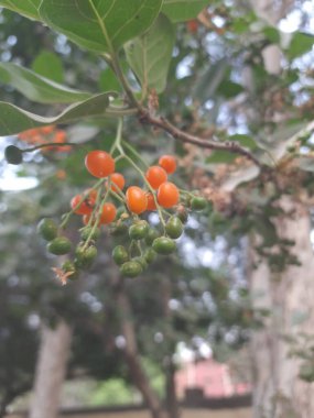 Güzel botanik fotoğrafı, doğal duvar kağıdı.