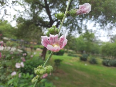 Bahçedeki güzel pembe çiçekler