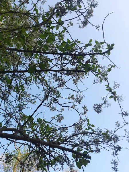 Güzel botanik fotoğrafı, doğal duvar kağıdı.