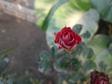 Bahçedeki kırmızı güller