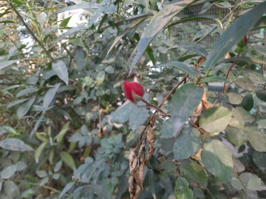 Güzel botanik fotoğrafı, doğal duvar kağıdı.