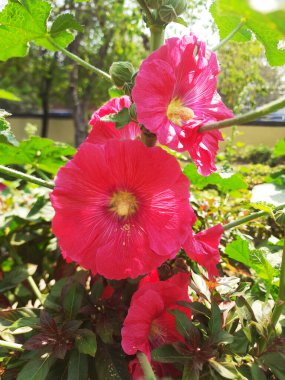 Kırmızı Hibiscus bahçede.