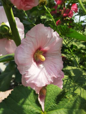 Bahçedeki güzel çiçekler