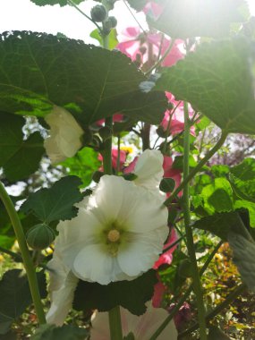 Güzel botanik fotoğrafı, doğal duvar kağıdı.