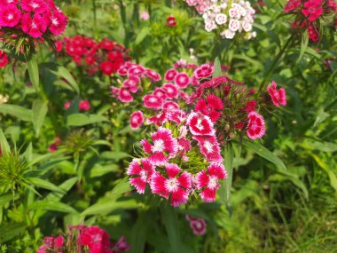 Bahçedeki pembe çiçekler.