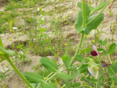 Bahçedeki güzel çiçekler