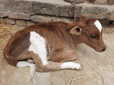 Yerde yatan şirin bir ineğin yakın plan fotoğrafı.