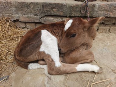 Tatlı bebek inek uyuyor.