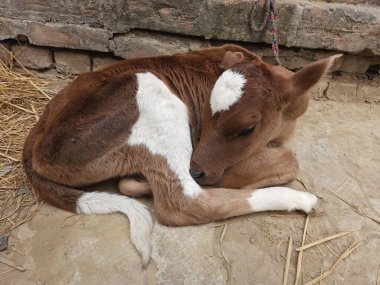 Topraktaki kahverengi ineğin yakın plan fotoğrafı.