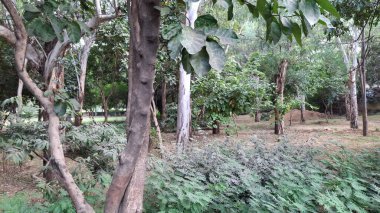 Ormanda yeşil ağaçlar.