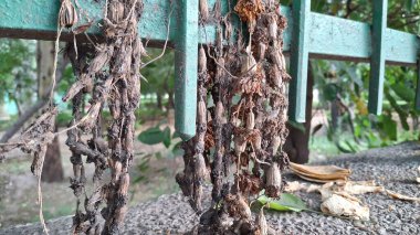 Parktaki eski paslı zincir.