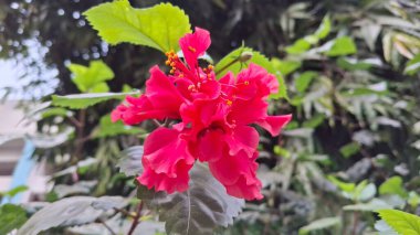 çiçek çiçeği görünümü