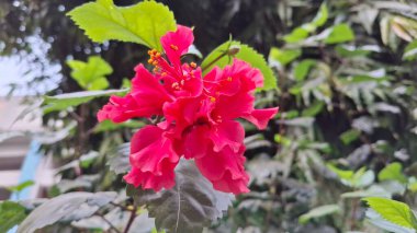 Bahçedeki güzel kırmızı çiçek