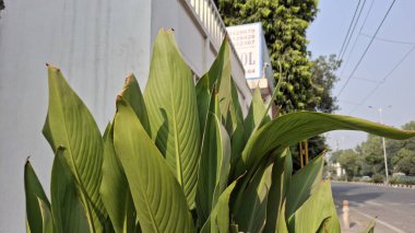 Bahçedeki yeşil çimenler