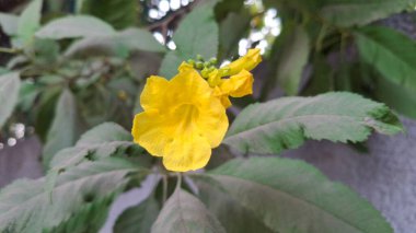 Bahçedeki güzel çiçekler