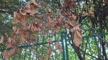 Sonbahar yaprakları, sonbahar bitkileri