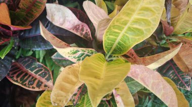 Bahçedeki tropik bitkiler