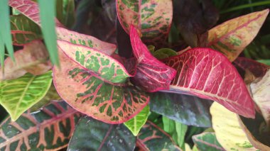 Güzel botanik fotoğrafı, doğal duvar kağıdı.