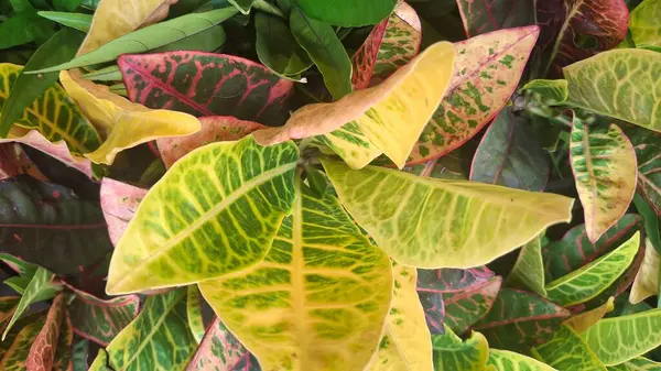 Güzel tropikal yaprakların yakın görüntüsü