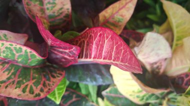 Güzel botanik fotoğrafı, doğal duvar kağıdı.