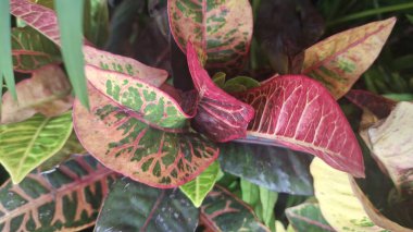 Bahçede kırmızı ve yeşil tropikal yaprak