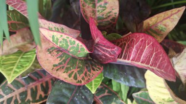 Güzel botanik fotoğrafı, doğal duvar kağıdı.