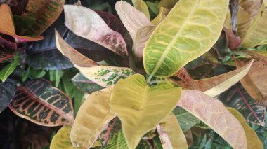 Bahçedeki bir bitkinin yeşil yaprakları