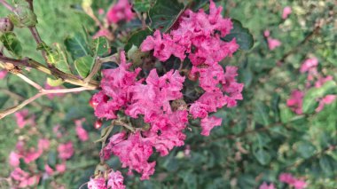 Bahçedeki güzel pembe çiçekler