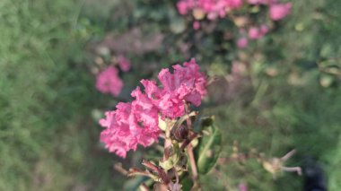 Bahçedeki güzel çiçekler