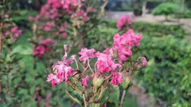 Bahçedeki güzel pembe çiçekler