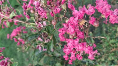 Güzel botanik fotoğrafı, doğal duvar kağıdı.