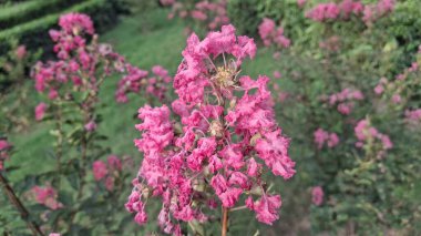 Güzel botanik fotoğrafı, doğal duvar kağıdı.