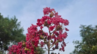 Güzel botanik fotoğrafı, doğal duvar kağıdı.