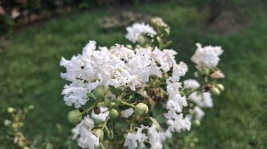 Yakın çekim - beyaz çiçeklerin çiçek açması