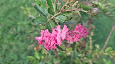 Bahçedeki güzel pembe çiçek