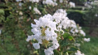 Bahçedeki güzel çiçekler