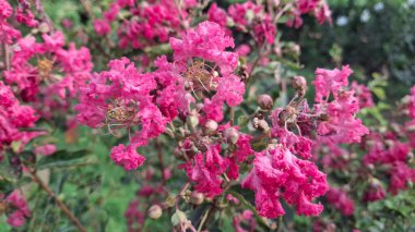 Bahçedeki güzel çiçekler