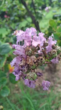 Güzel çiçeklerin manzarası