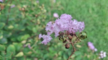 Demir Parçalar Endüstri İşletmeleri Çiğ Demir Metal Endüstrisi