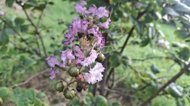 Demir Parçalar Endüstri İşletmeleri Çiğ Demir Metal Endüstrisi