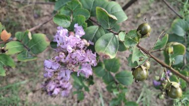 Demir Parçalar Endüstri İşletmeleri Çiğ Demir Metal Endüstrisi