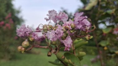 Güzel botanik fotoğrafı, doğal duvar kağıdı.