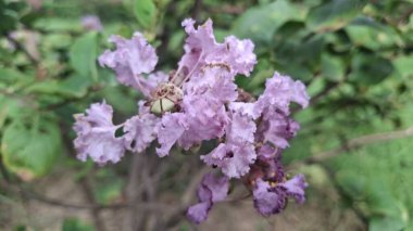 Bahçedeki güzel çiçekler