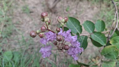 Güzel botanik fotoğrafı, doğal duvar kağıdı.