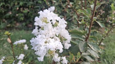 Bahçedeki güzel çiçekler