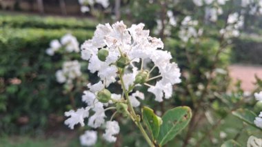 Bahçedeki güzel çiçekler