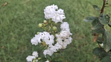 Güzel botanik fotoğrafı, doğal duvar kağıdı.