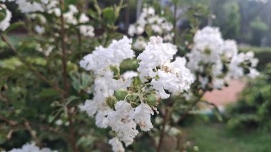 Bahçedeki güzel çiçekler